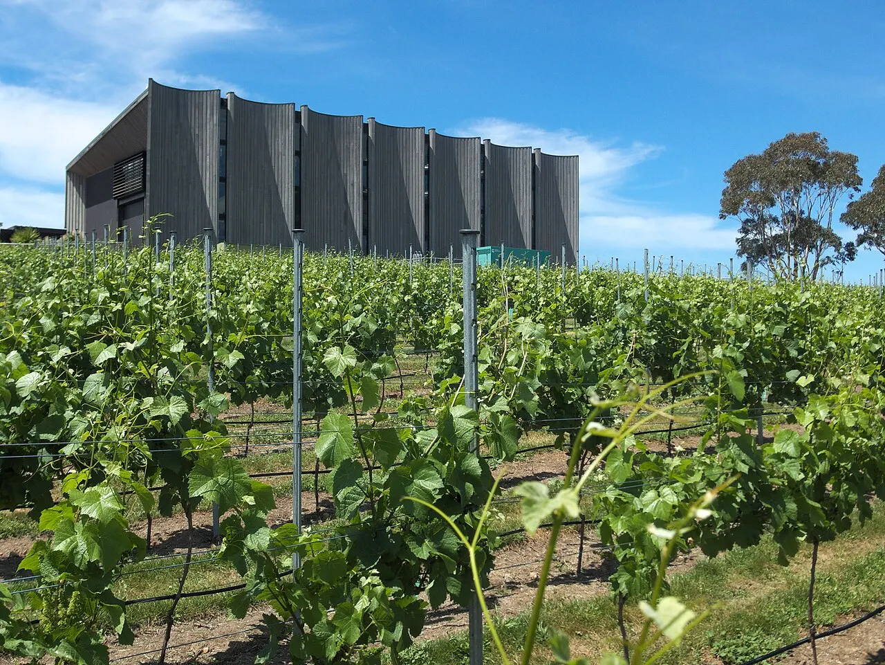 Moorilla Estate in Hobart